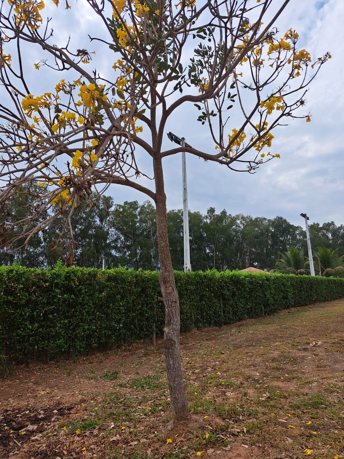 Área no Sitio de Recreio Paraiso Tropical