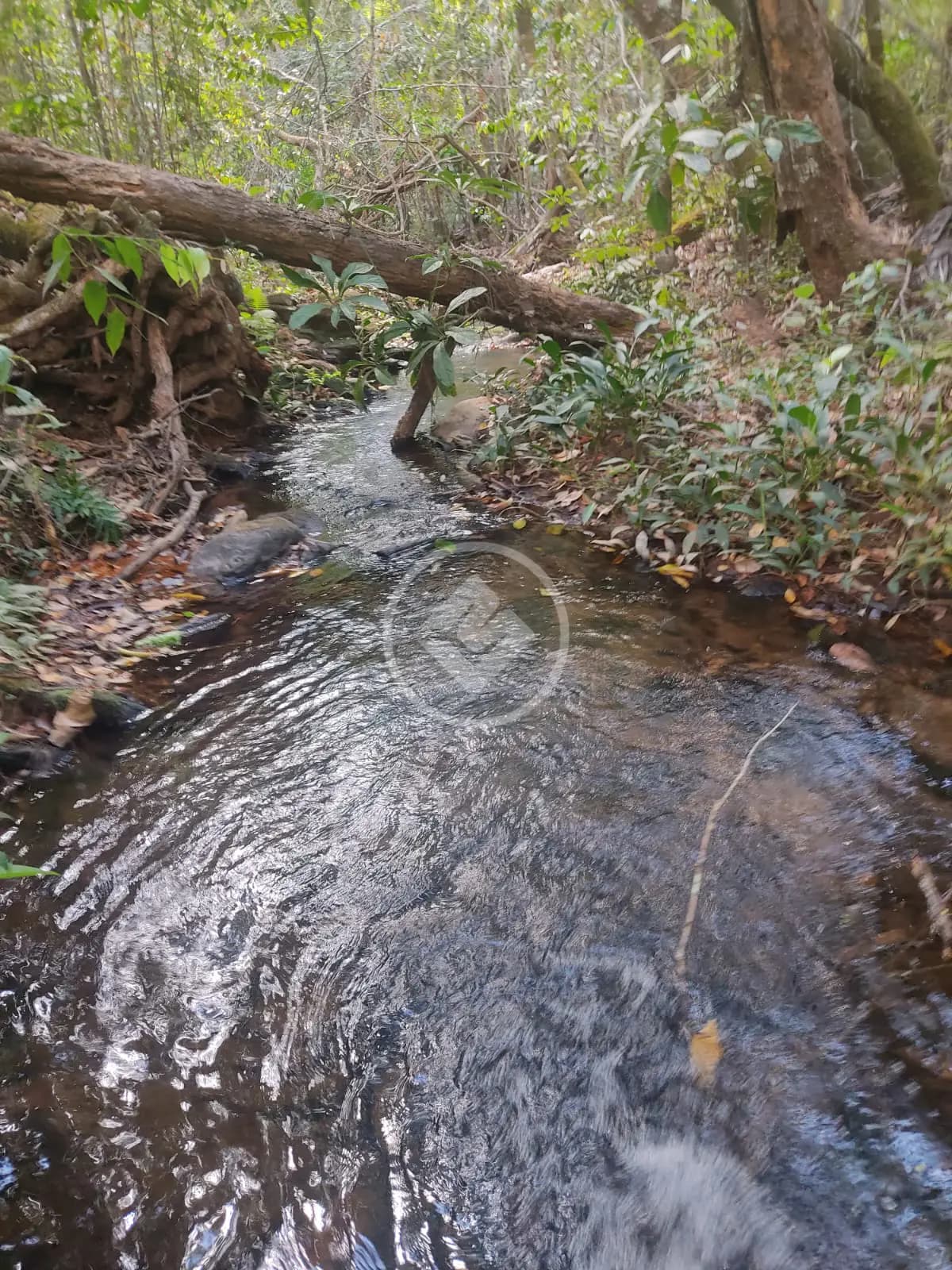 FAZENDA EM Pirenópolis codigo: 77254