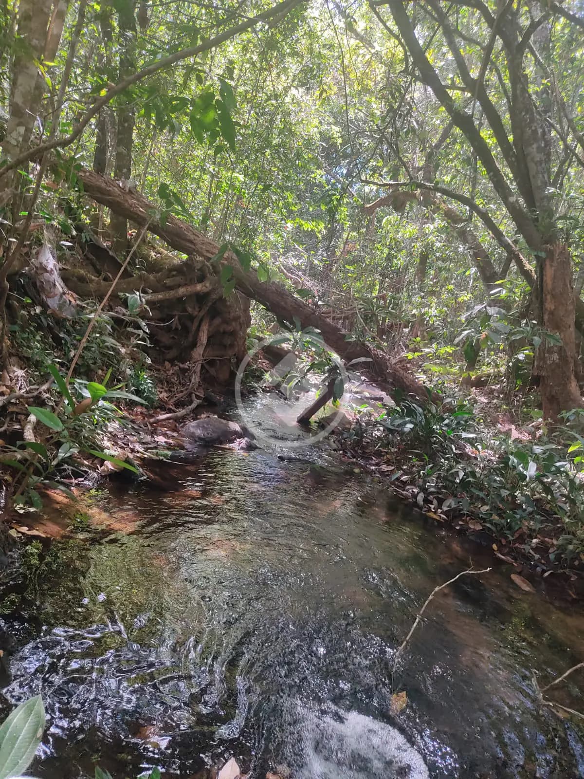 FAZENDA EM Pirenópolis codigo: 77254