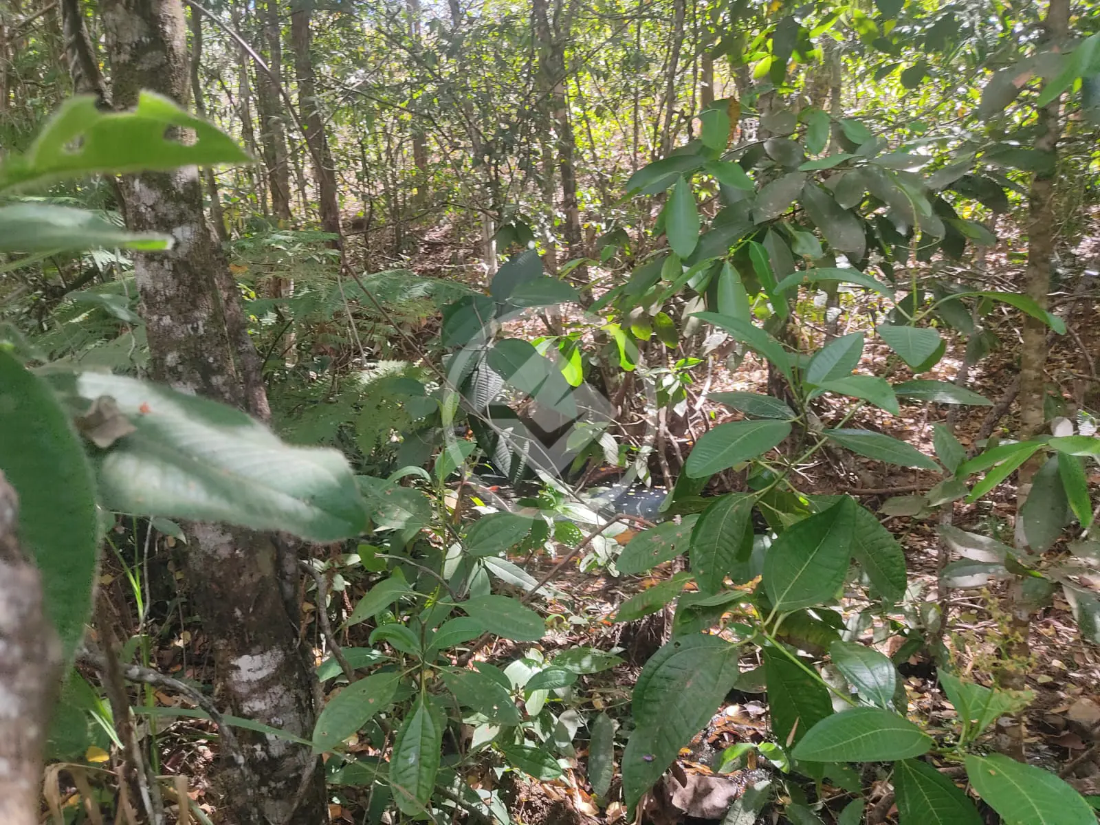 FAZENDA EM Pirenópolis codigo: 77254