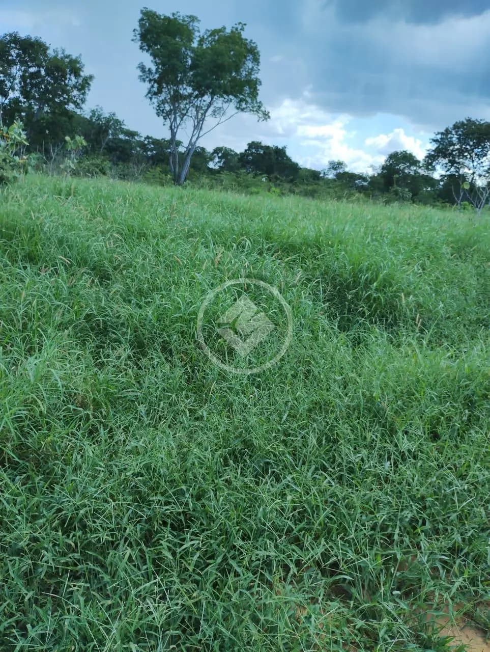 Fazenda Rompe Gibão - Próximo a Jaiba MG codigo: 89579